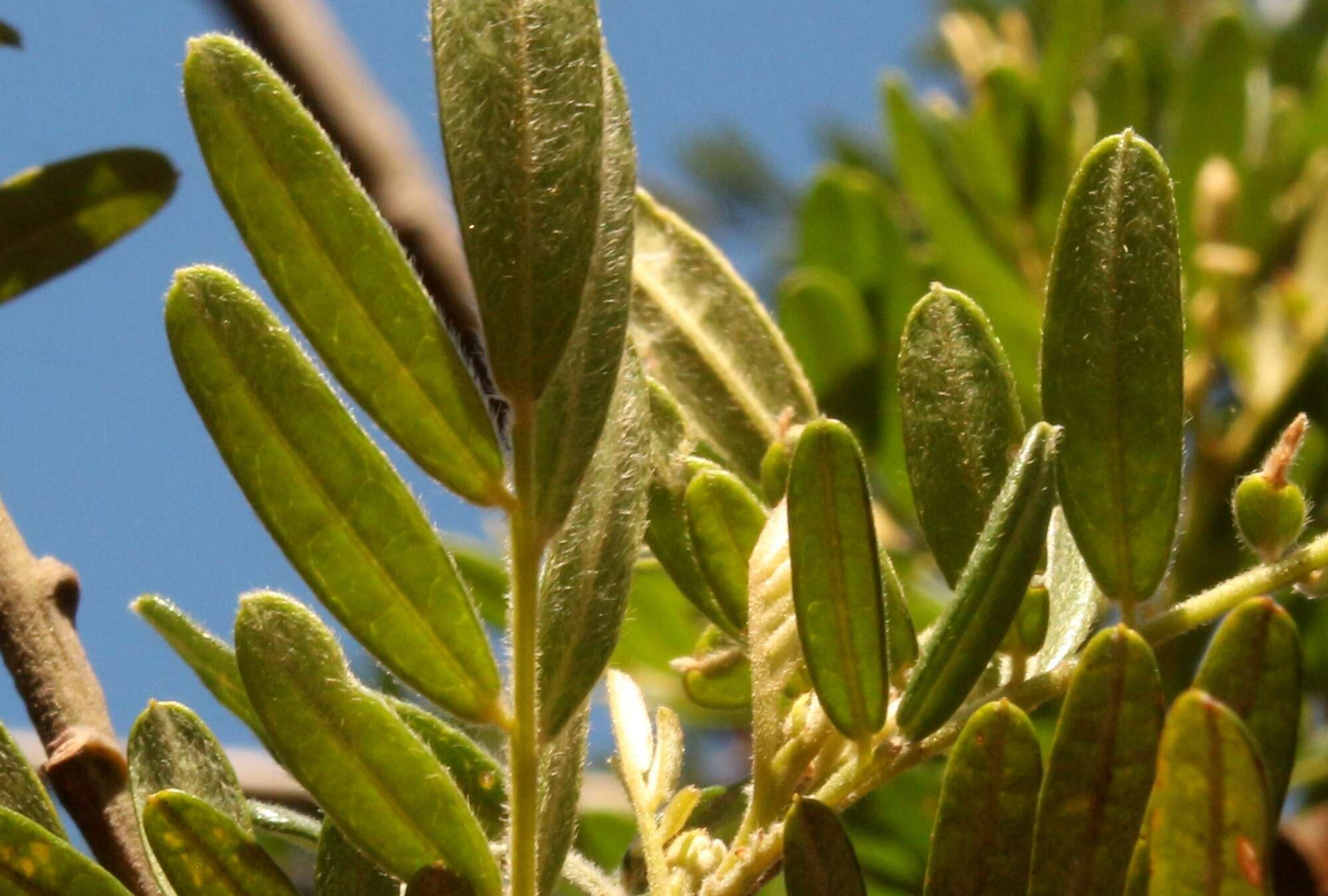 Image of Virgilia divaricata Adamson