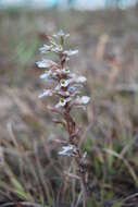 Image of Schiedeella crenulata (L. O. Williams) Espejo & López-Ferr.