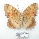 Image of Catacroptera cloanthe ligata Rothschild & Jordan 1903