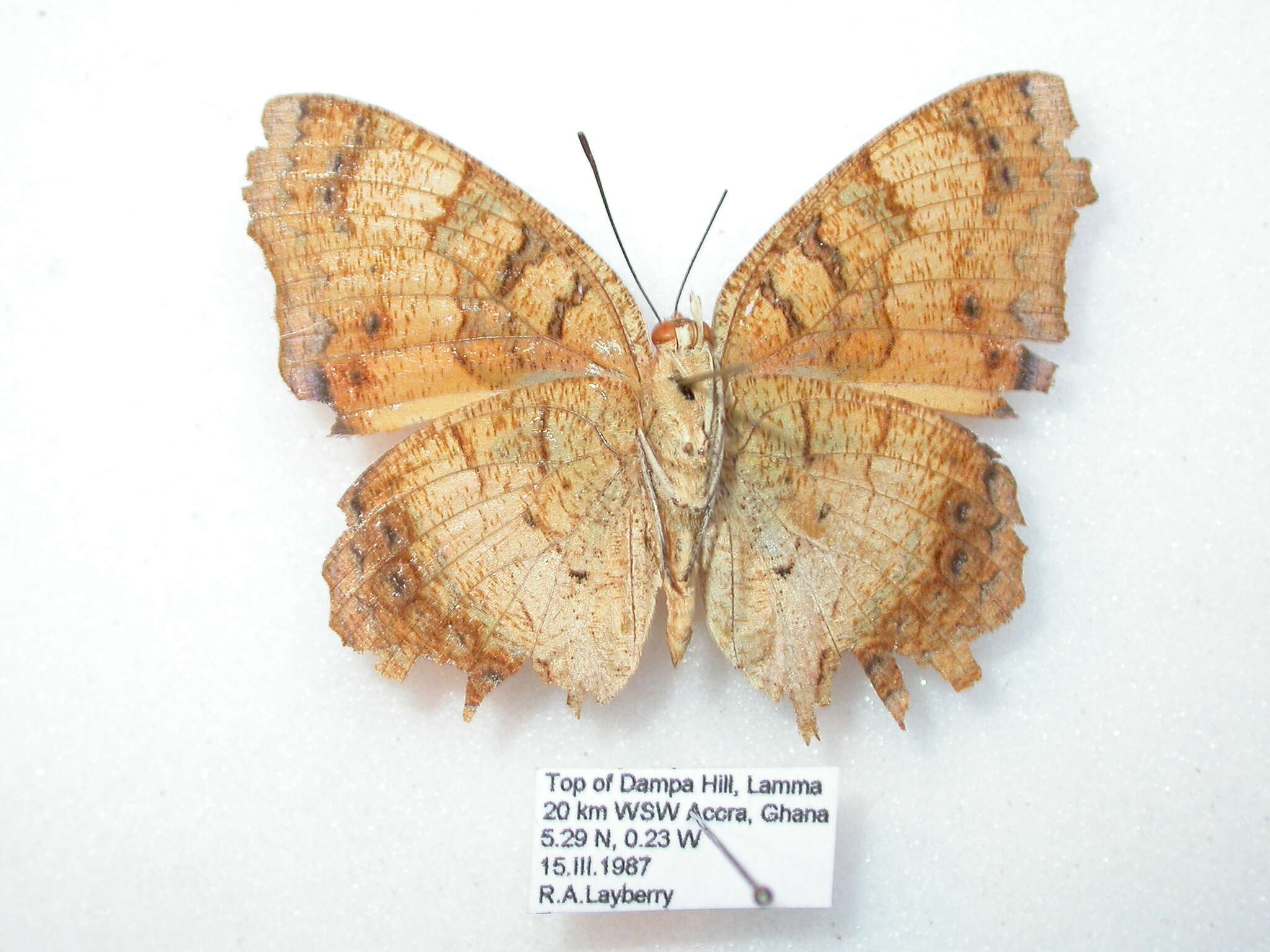 Image of Catacroptera cloanthe ligata Rothschild & Jordan 1903