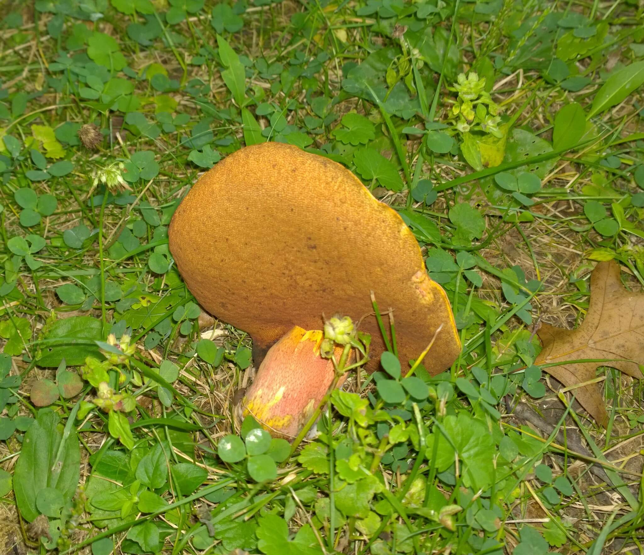 Image of Rubroboletus rhodosanguineus (Both) Kuan Zhao & Zhu L. Yang 2014