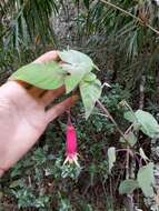 Imagem de Fuchsia splendens Zucc.