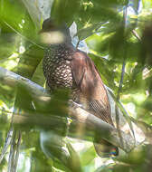 صورة Patagioenas speciosa (Gmelin & JF 1789)