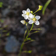 Image de Heliophila diffusa var. flacca (Sond.) Marais