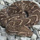 Image of African puff adder