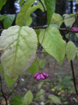 Image de Euonymus verrucosus Scop.