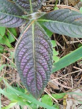 Image of Strobilanthes auriculatus Nees