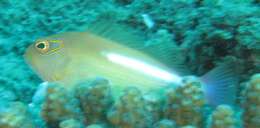 Image of Arc-eye Hawkfish