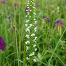 Image of Platanthera hologlottis Maxim.