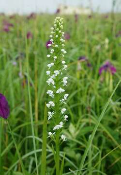 Platanthera hologlottis Maxim. resmi