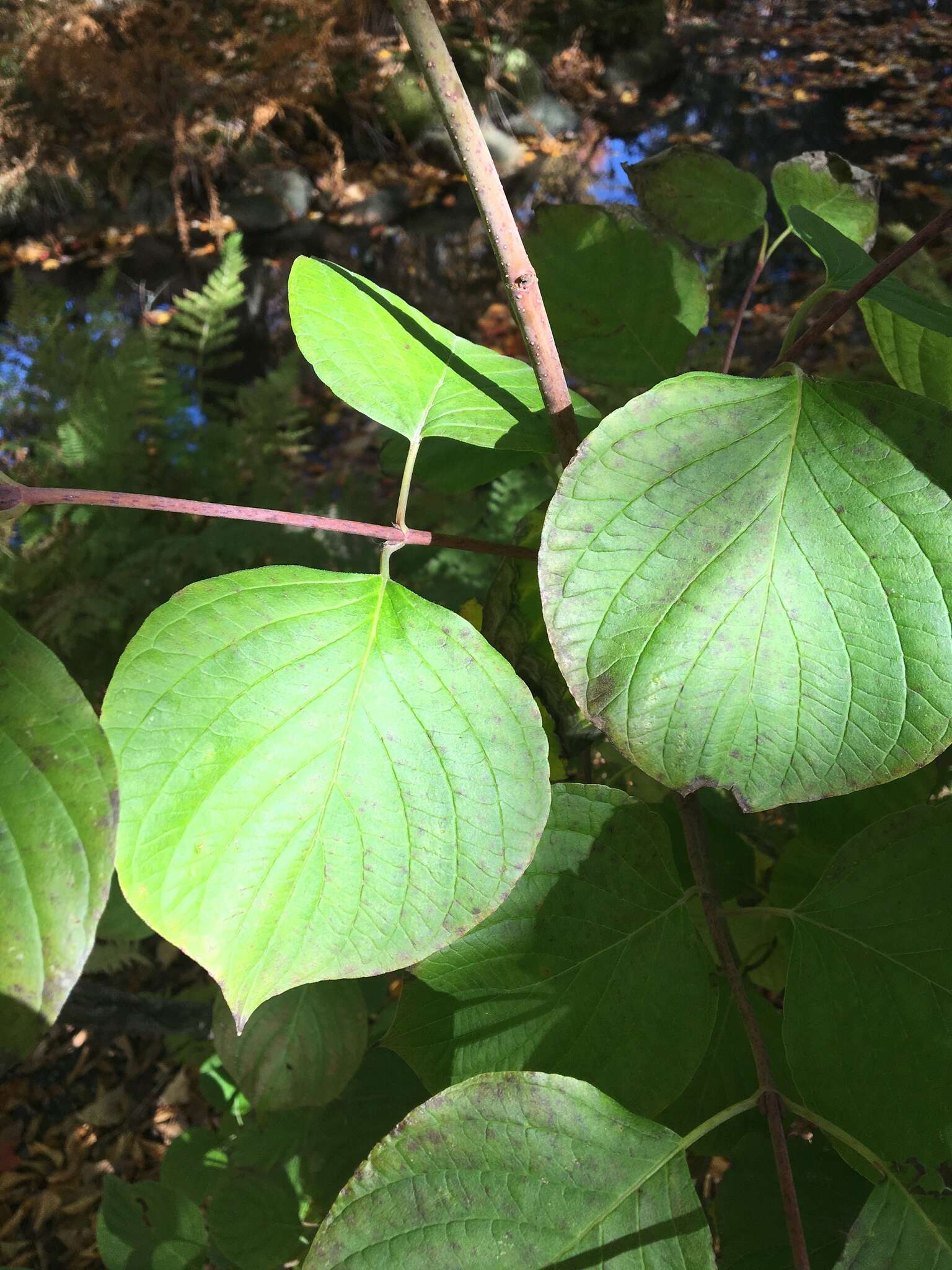 Image of roundleaf dogwood