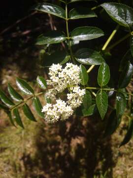 Image of Sambucus australis Cham. & Schltdl.