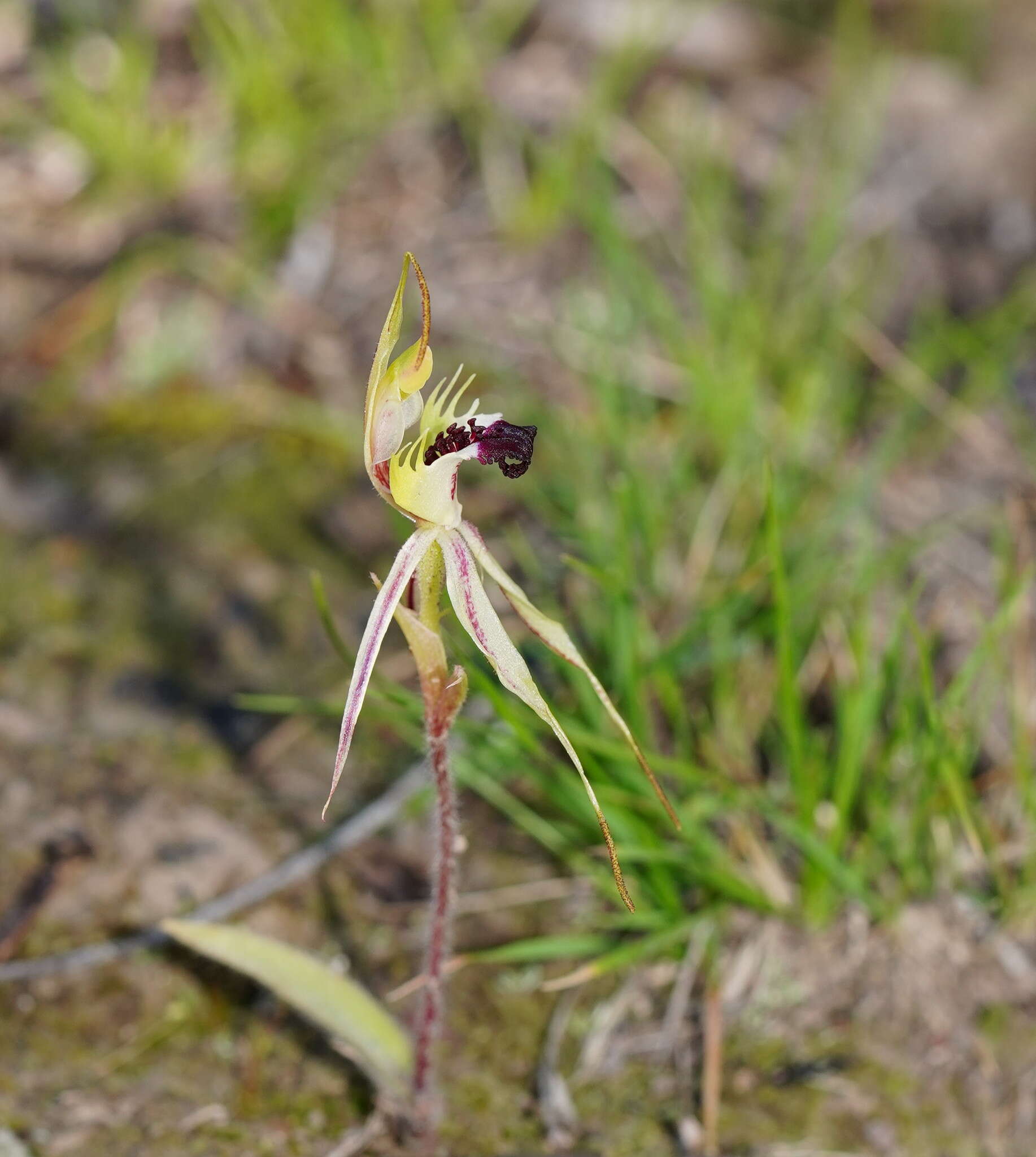 Image of Small spider orchid