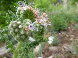 Phacelia alba Rydb. resmi