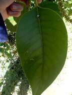 Image of Citharexylum subflavescens S. F. Blake