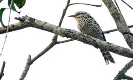 Image of Stripe-backed Wren