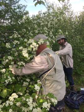 Sivun Crataegus irrasa Sarg. kuva