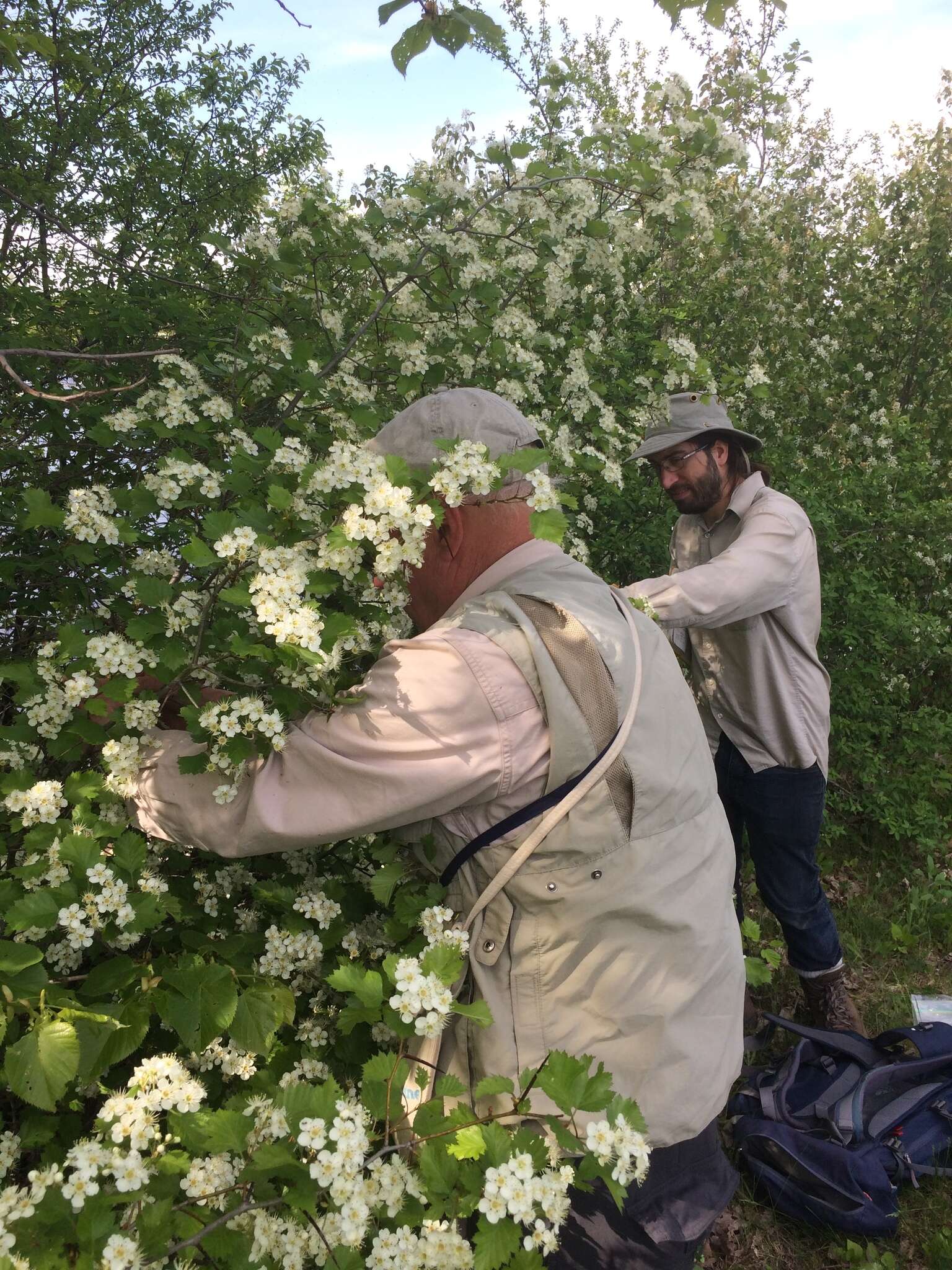 Image de Crataegus irrasa Sarg.