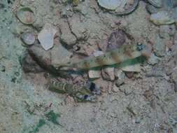 Image of Arcfin shrimpgoby