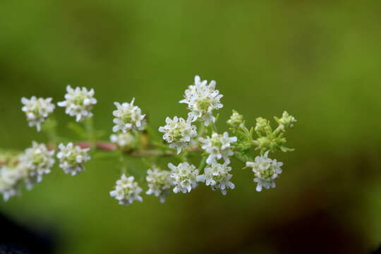 Image de Selago densiflora Rolfe ex Schinz