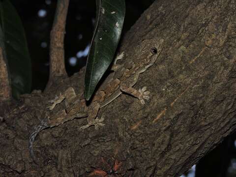 Image of Bark Gecko