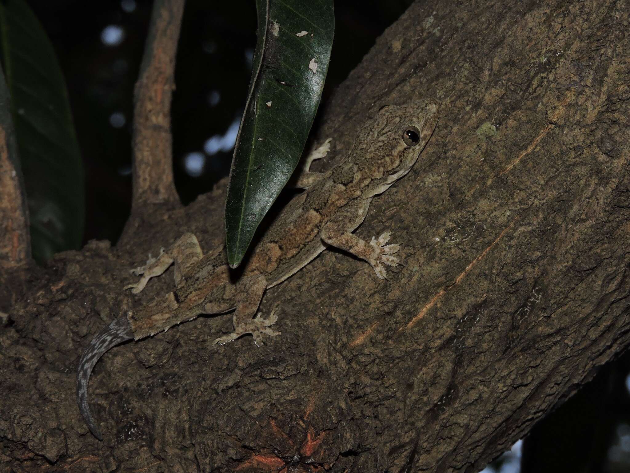 Image of Bark Gecko