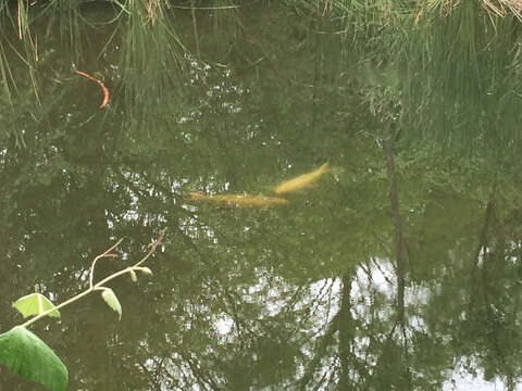 Image of Cyprinus rubrofuscus Lacepède 1803