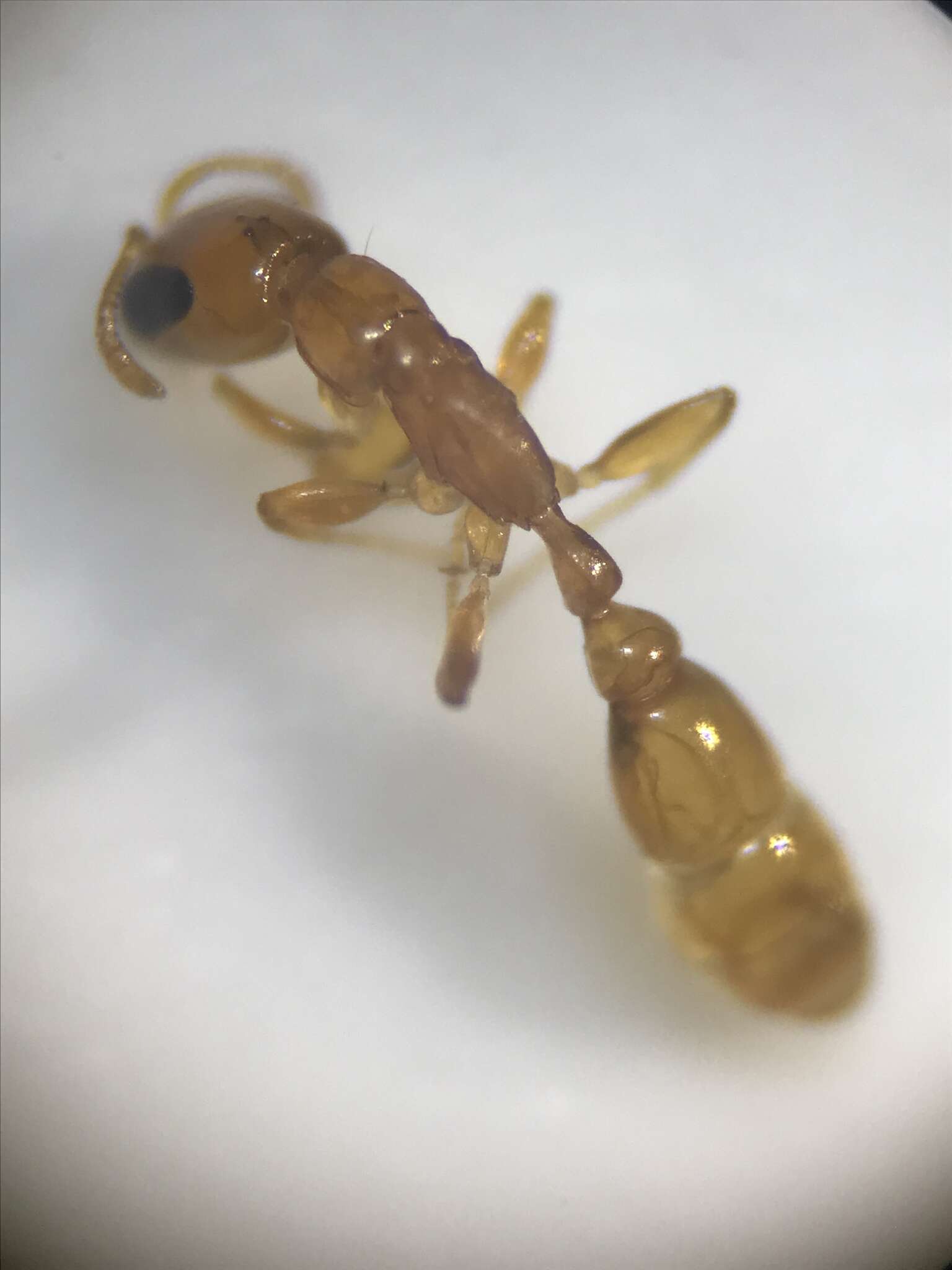 صورة Pseudomyrmex seminole Ward 1985