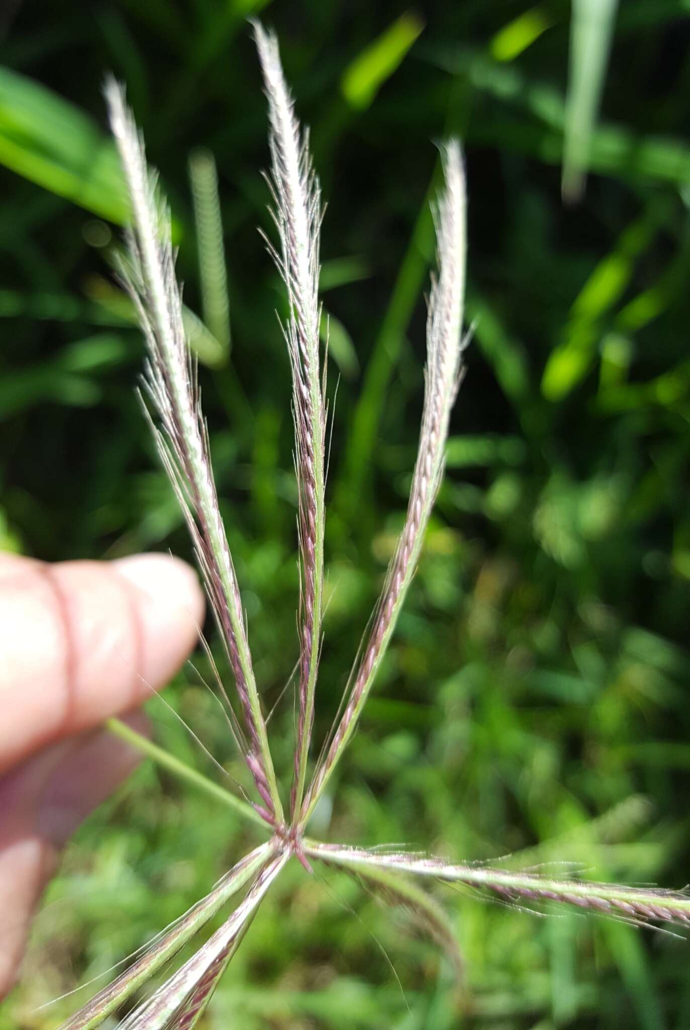 Image of spiderweb chloris