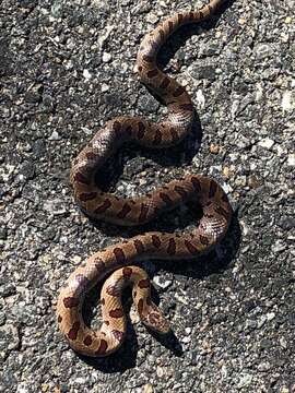 Image of Lampropeltis calligaster rhombomaculata (Holbrook 1840)