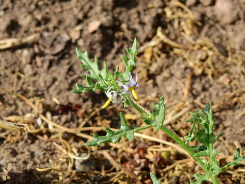 Image of cutleaf nightshade