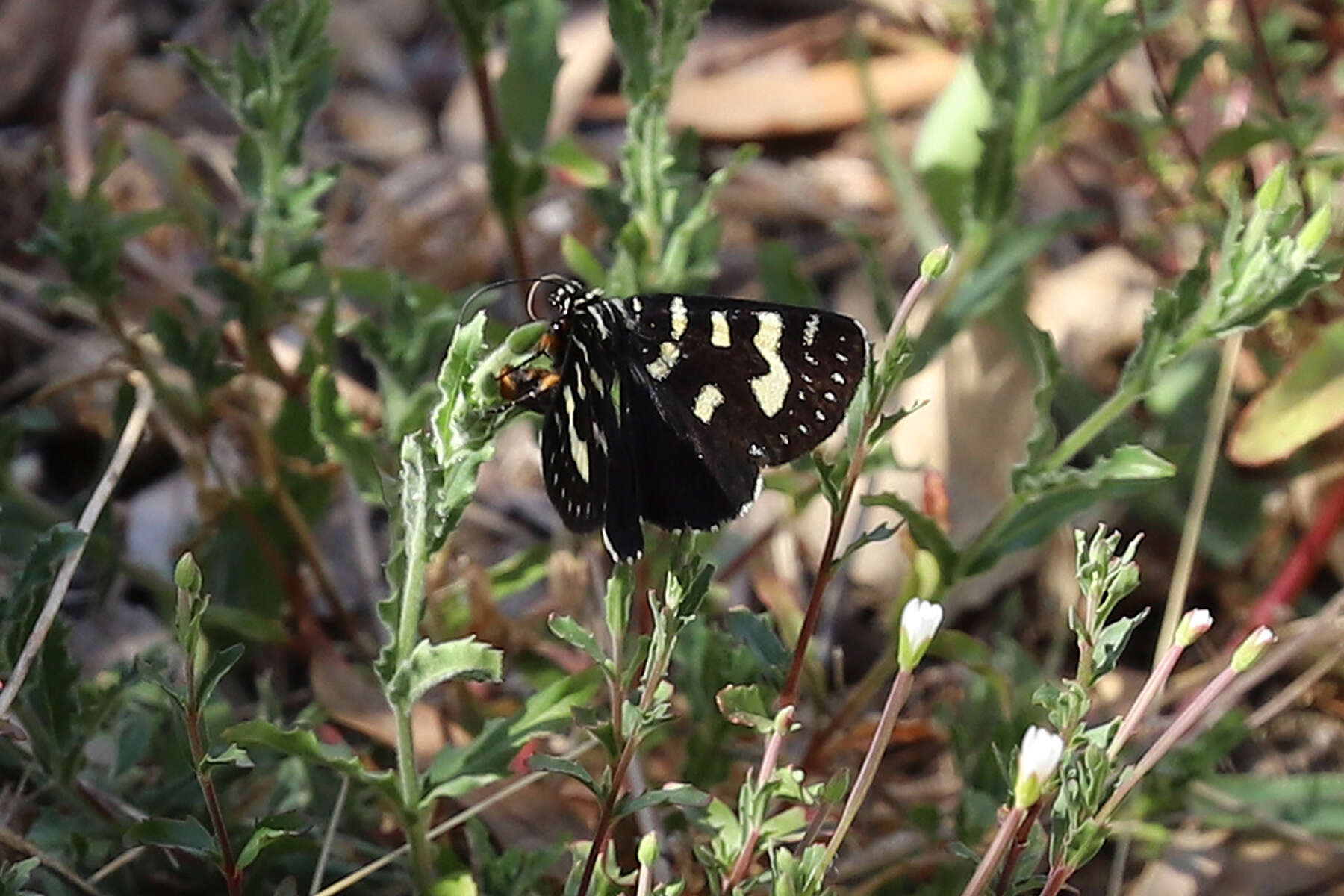 Imagem de Phalaenoides tristifica Hb. 1819