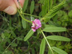 Image of Common Vetch