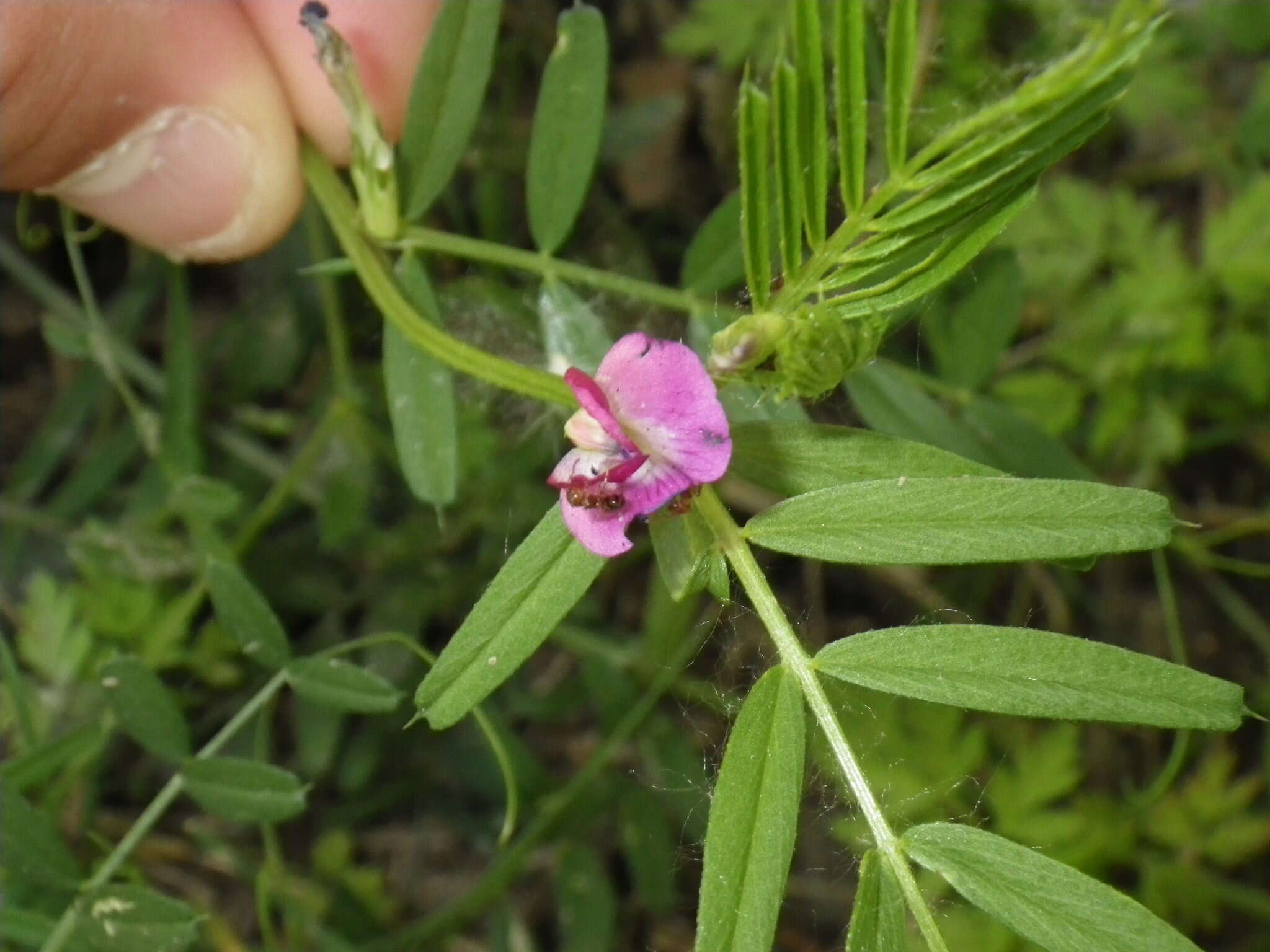 Image of Common Vetch