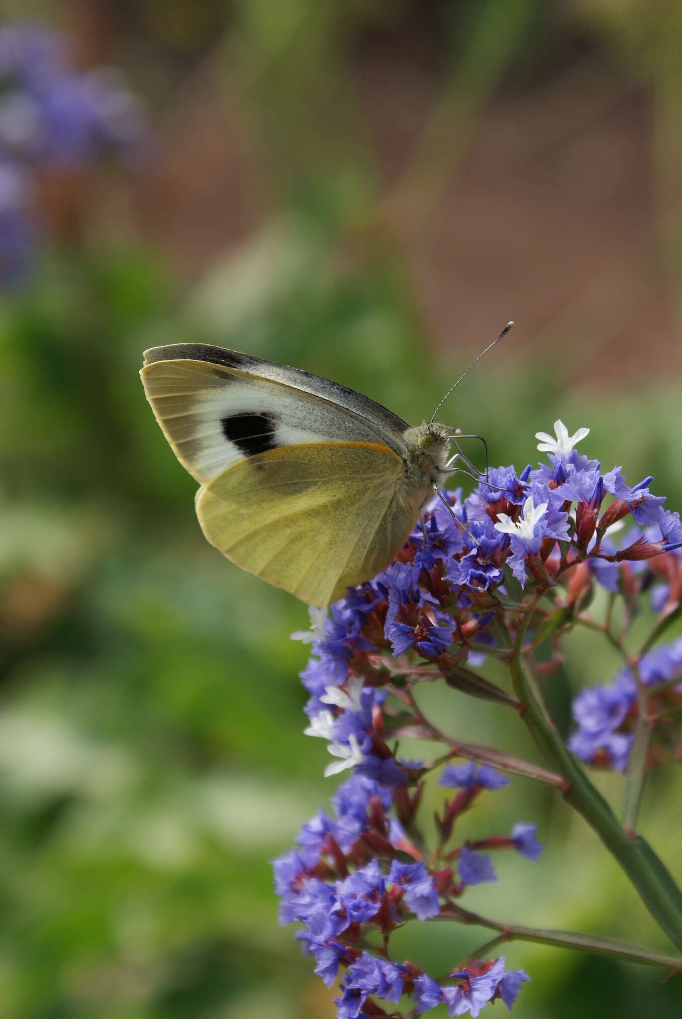 Image of Canary Islands Large White