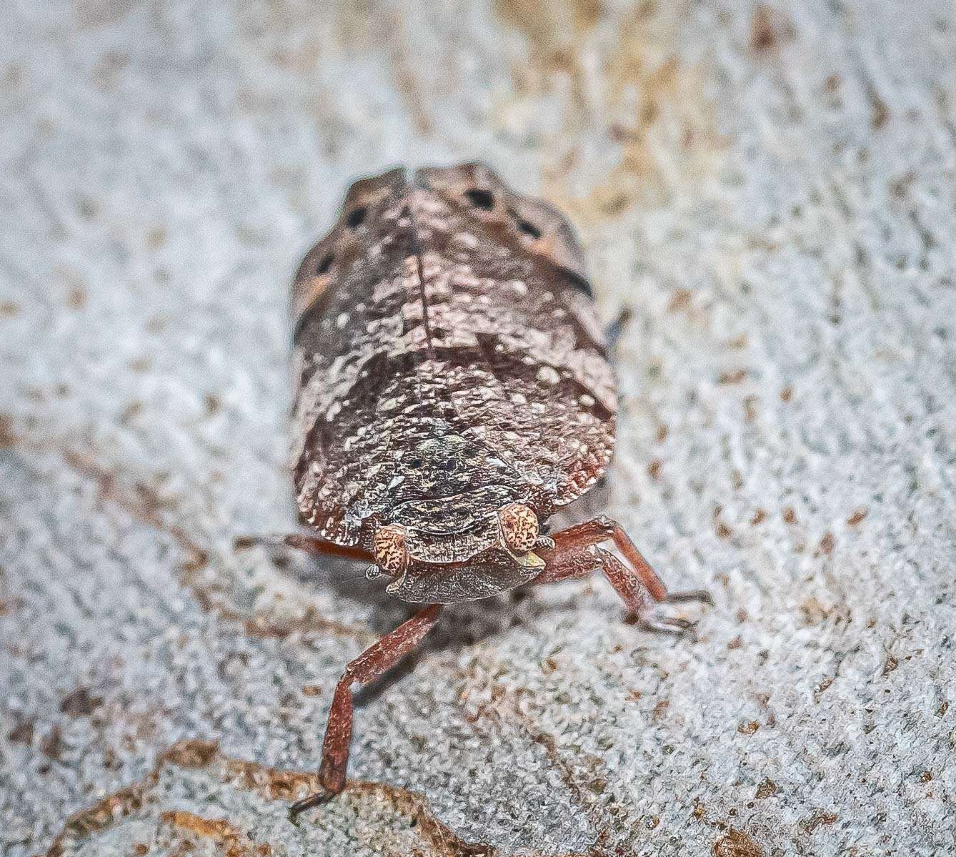 Image of Platybrachys decemmacula (Walker 1851)