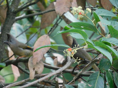 Image of Stripe-throated Yuhina