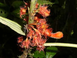 Image of Glossoloma medusaeum (L. E. Skog) J. L. Clark