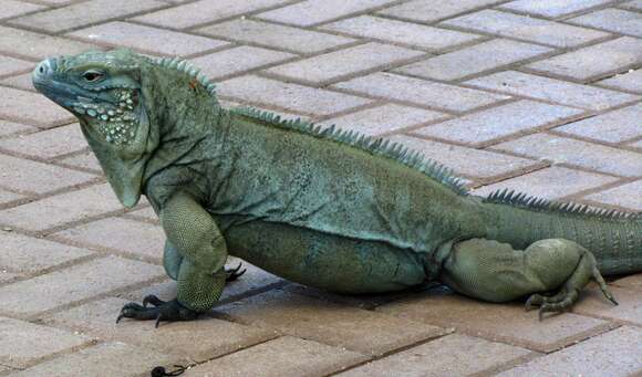 Image de Iguane bleu