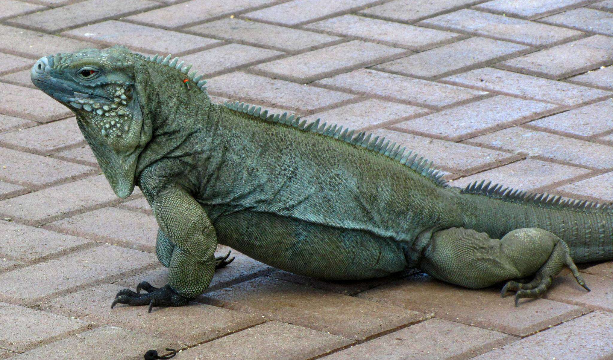 Cyclura lewisi Grant 1940 resmi