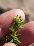 Image of Linconia cuspidata (Thunb.) Sw.