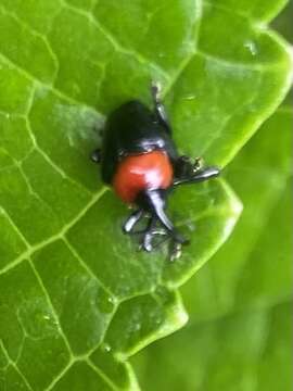 Image of Xystus sanguinicollis (Germar & E. F. 1823)