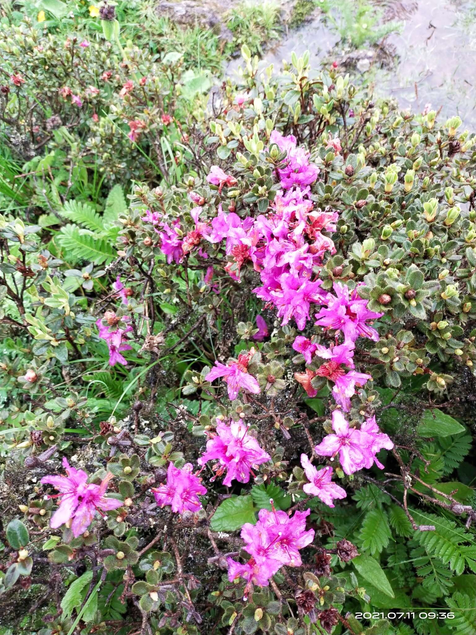 Image of Rhododendron setosum D. Don