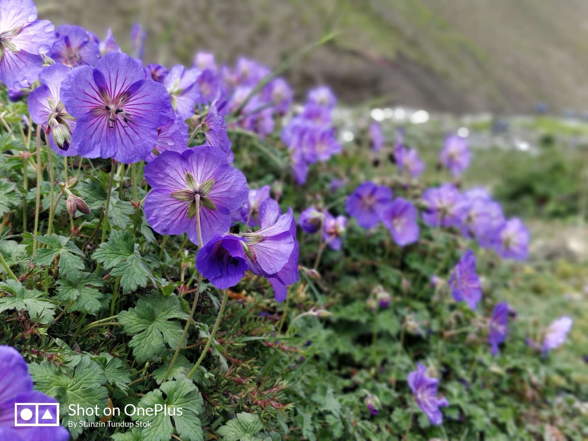 Imagem de Geranium himalayense Klotzsch ex Klotzsch & Garcke