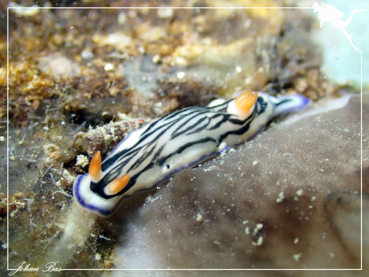 Image de Hypselodoris maritima (Baba 1949)