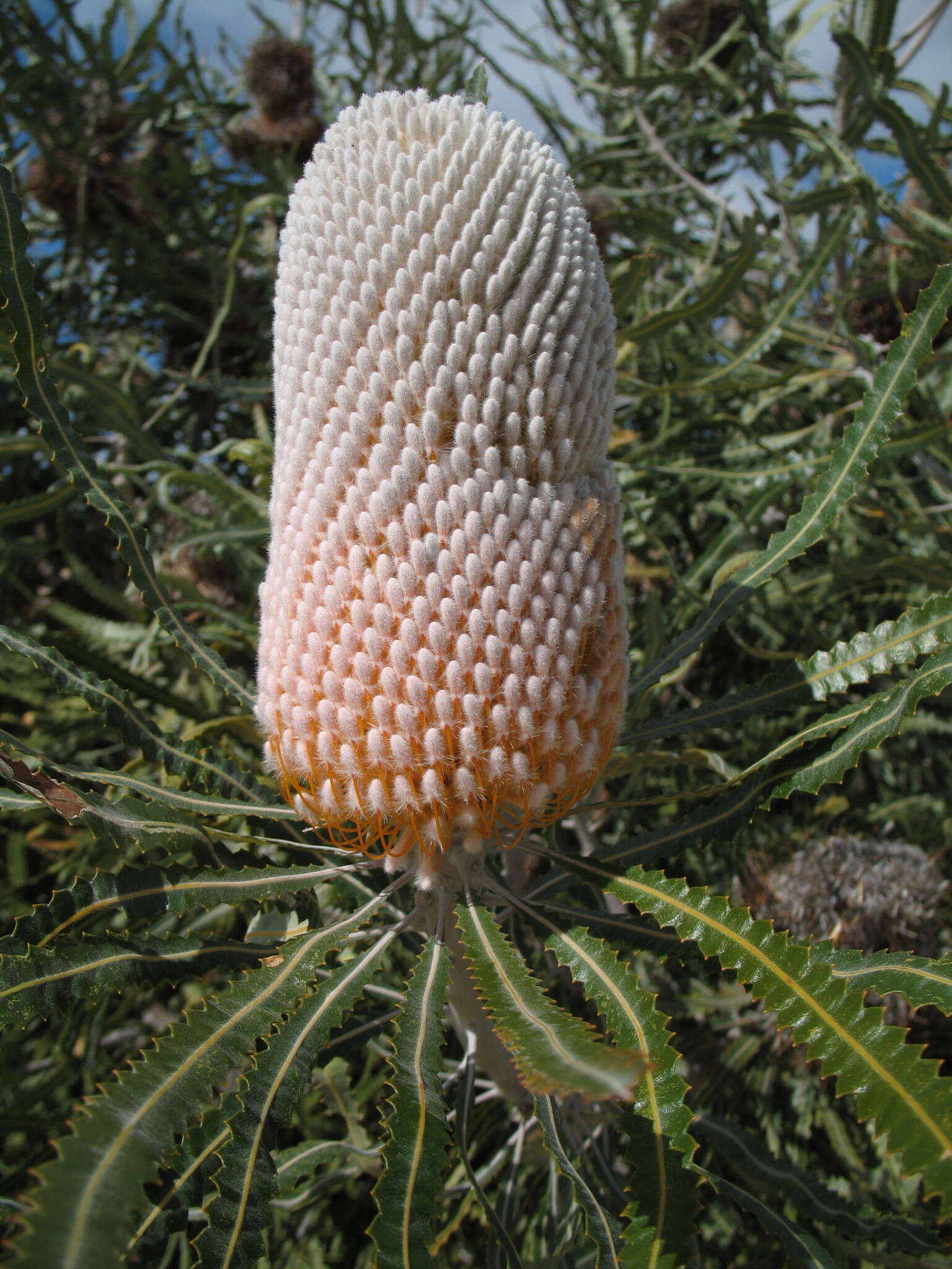 Image of Banksia prionotes Lindl.