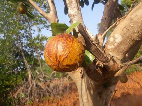 Image of Dhundal tree