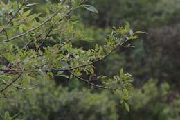 Heteromorpha arborescens (Thunb.) Cham. & Schltdl.的圖片