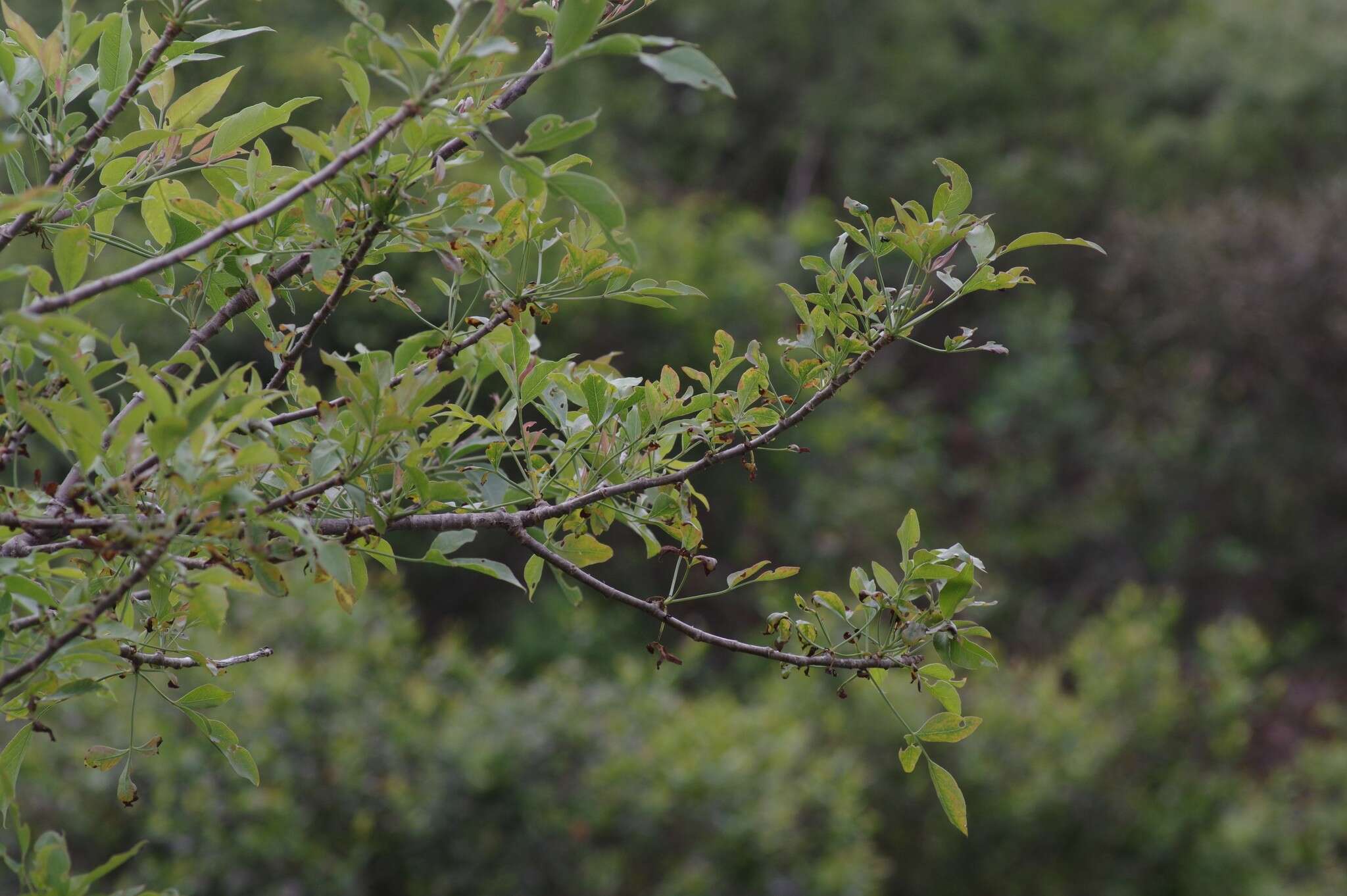 Heteromorpha arborescens (Thunb.) Cham. & Schltdl.的圖片