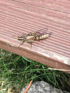 Image of Two-Striped Grasshopper